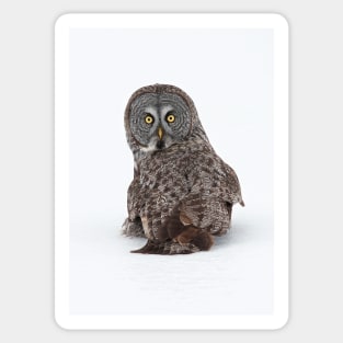 Great Grey Owl Sticker